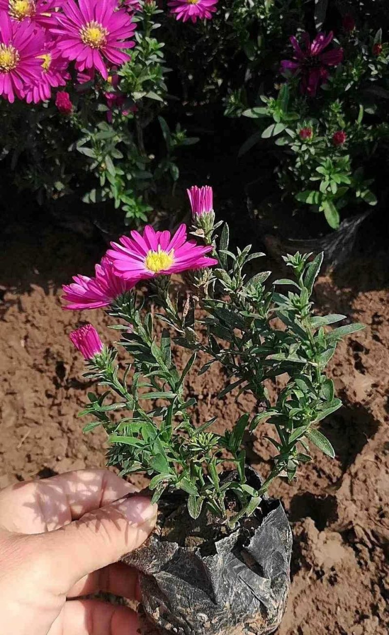 荷兰菊