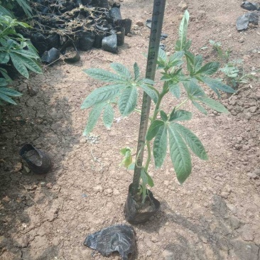 醉蝶花
