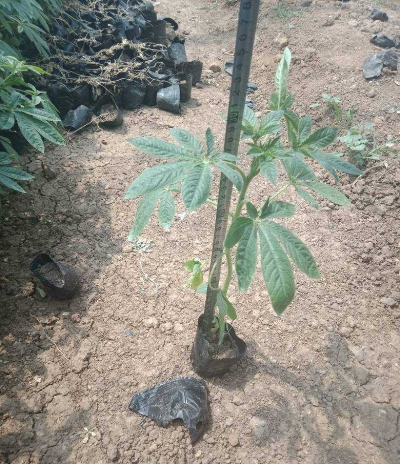 醉蝶花