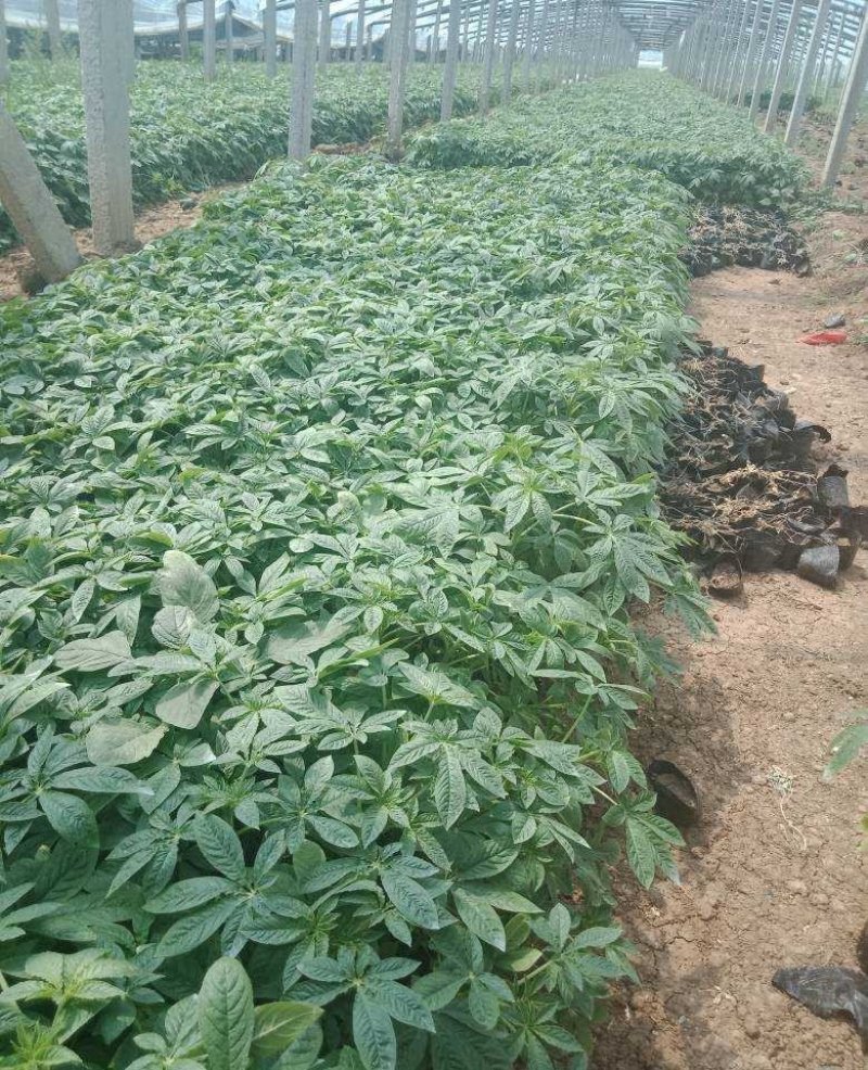 醉蝶花