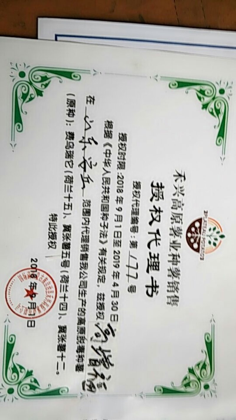 山东省安丘市荷兰十五土豆种子超何十五原种