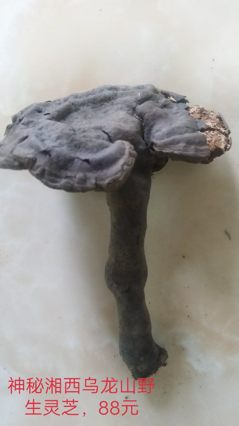 野生赤灵芝