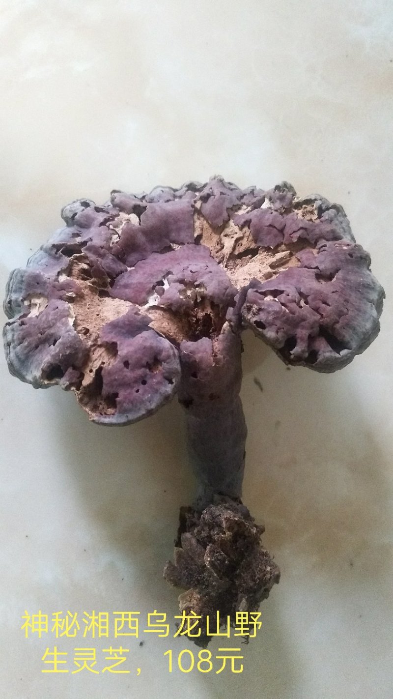 野生赤灵芝