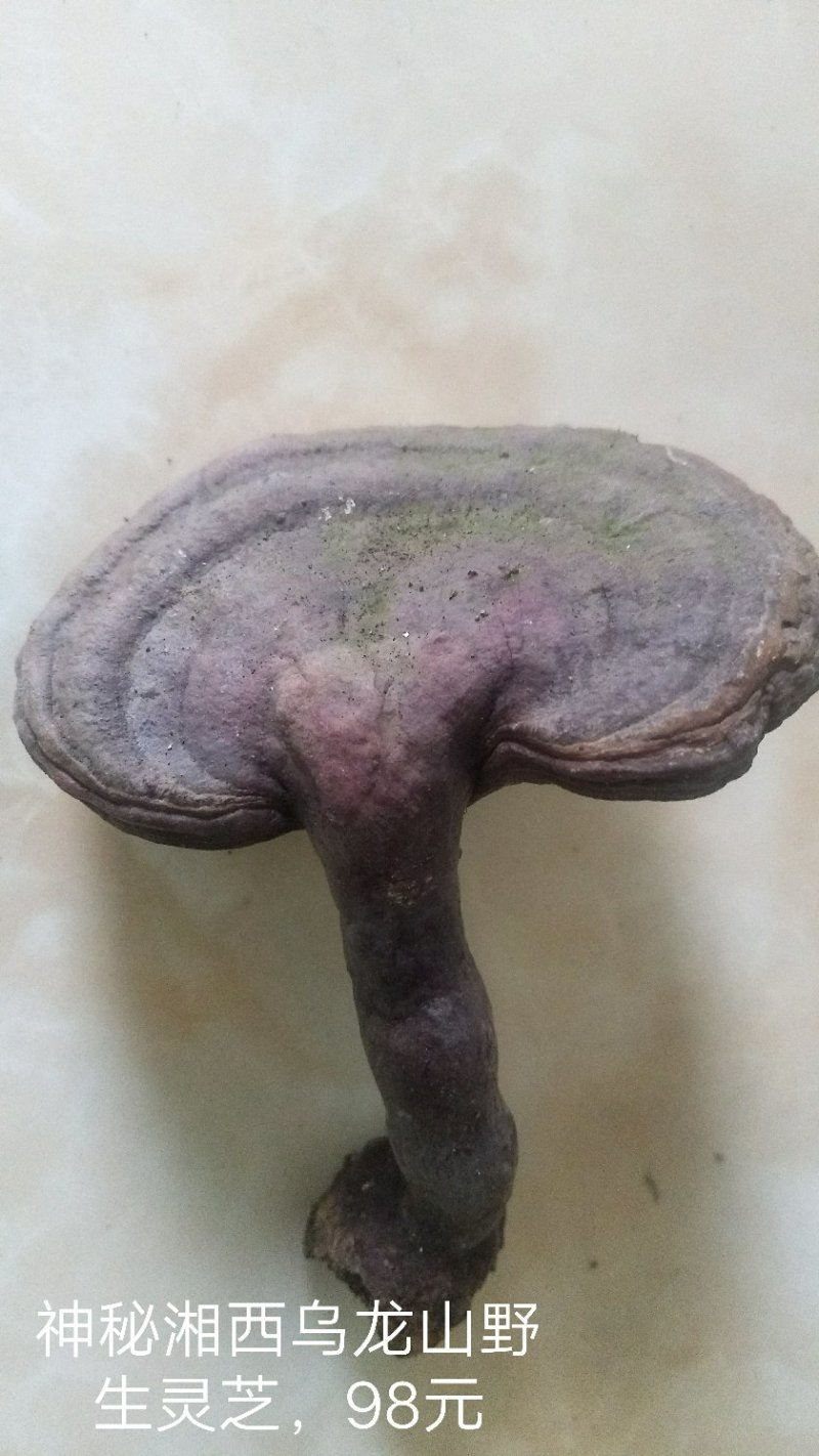 野生赤灵芝