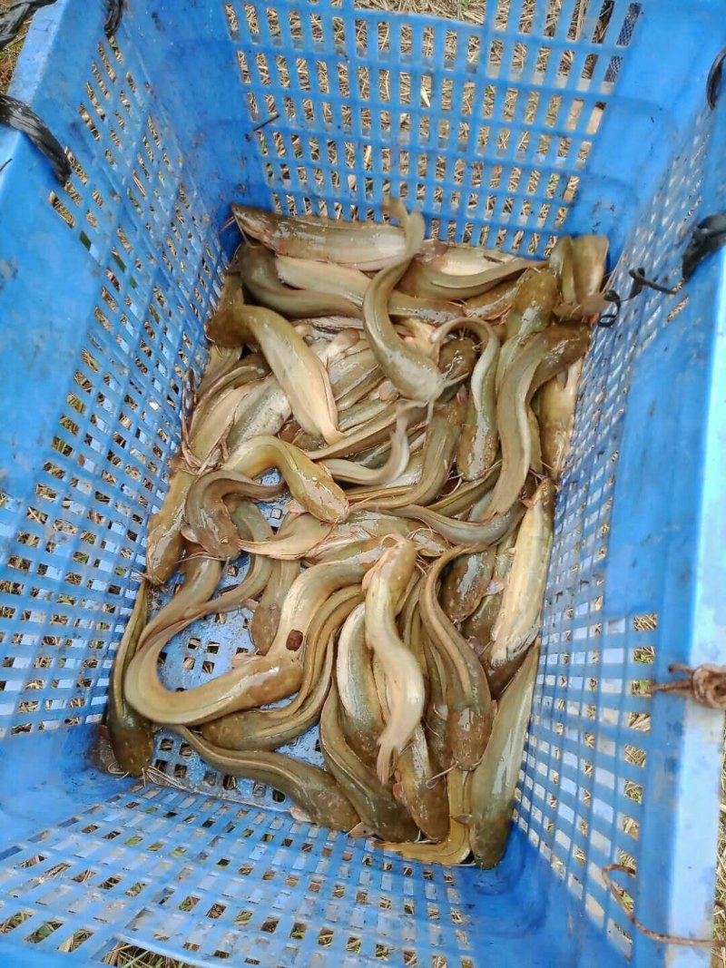 一年的塘角鱼👆👆👆想要？