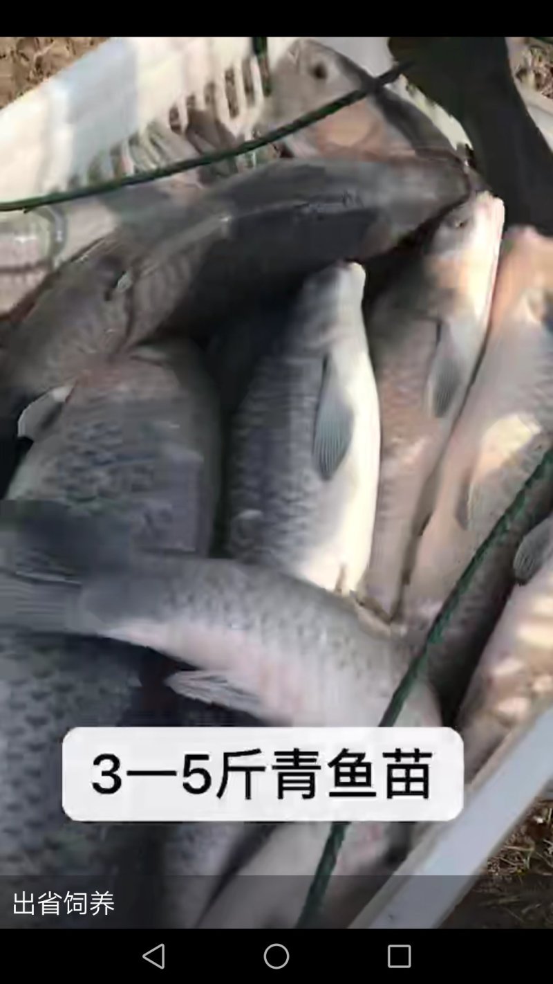 青鱼