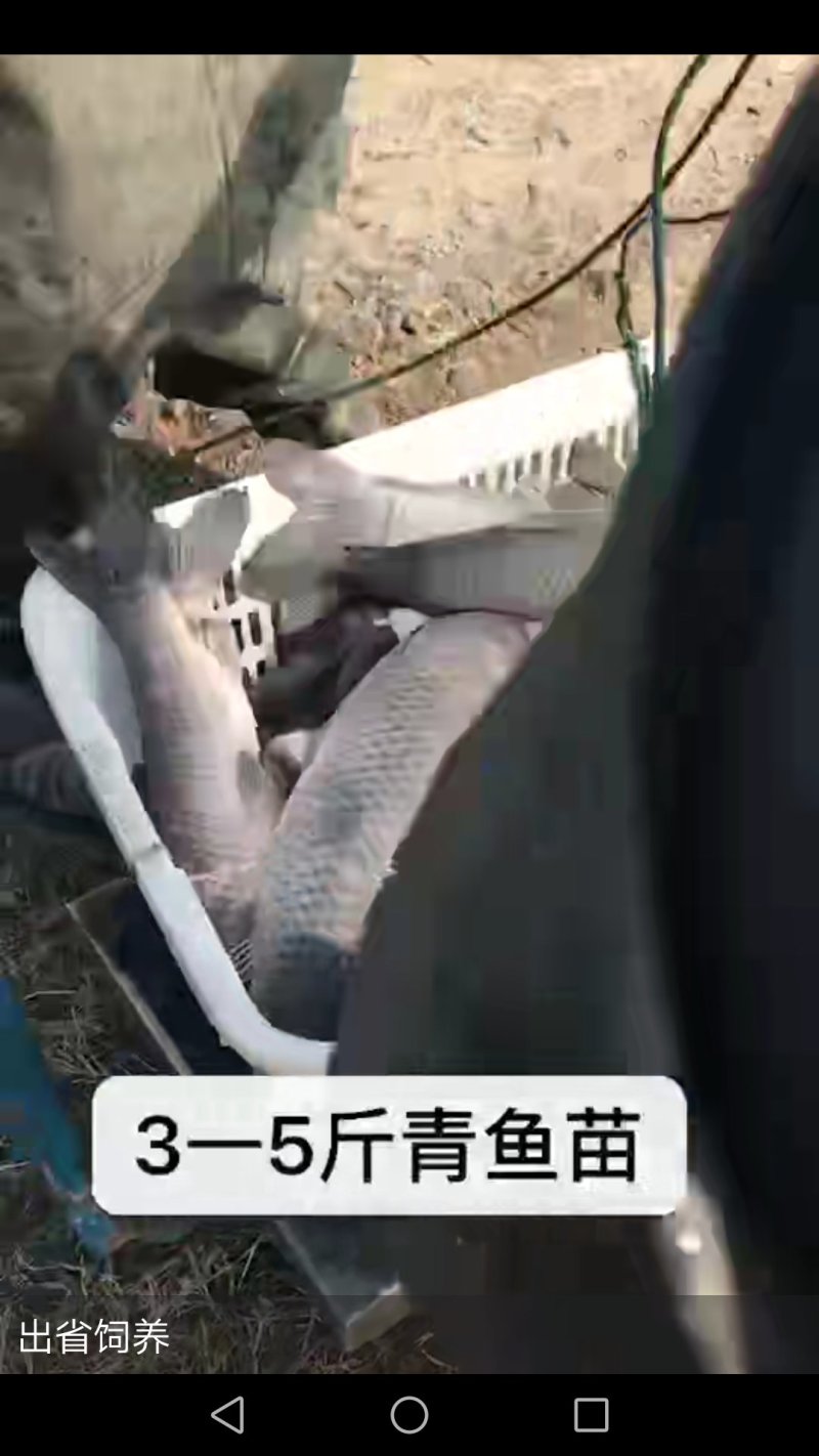 青鱼