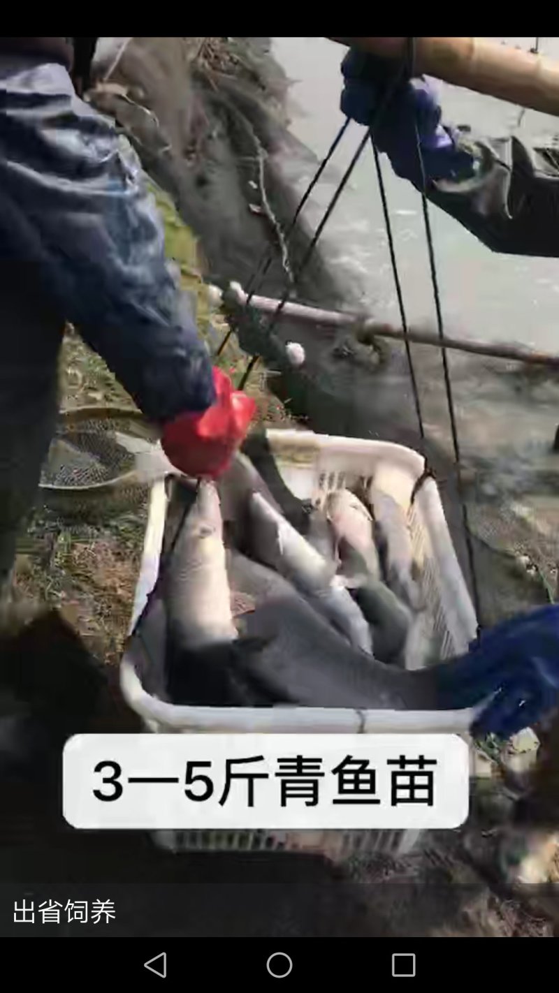 青鱼