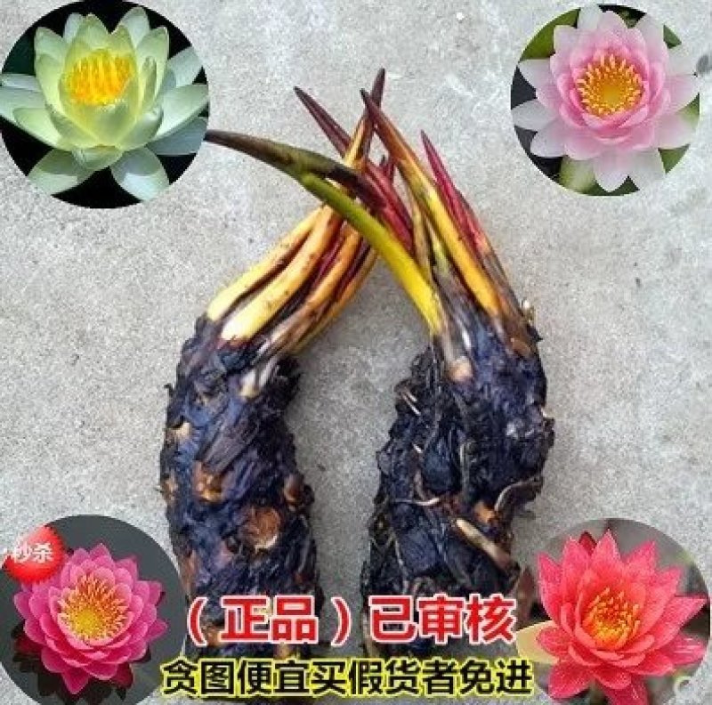 睡莲苗当年可以开花量大从优品种好