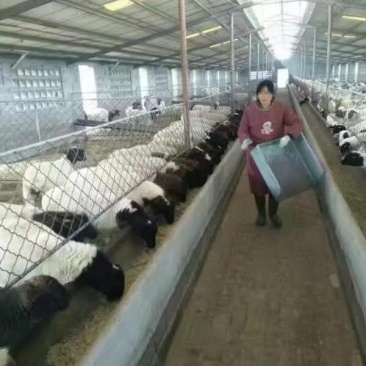 出售黑头杜柏羊，白头杜柏羊，杜寒杂交羊，棉羊，小尾寒羊。