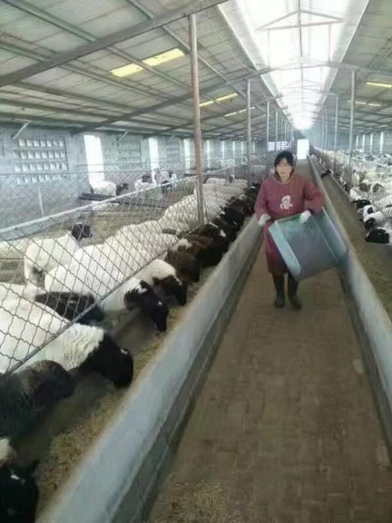 出售黑头杜柏羊，白头杜柏羊，杜寒杂交羊，棉羊，小尾寒羊。