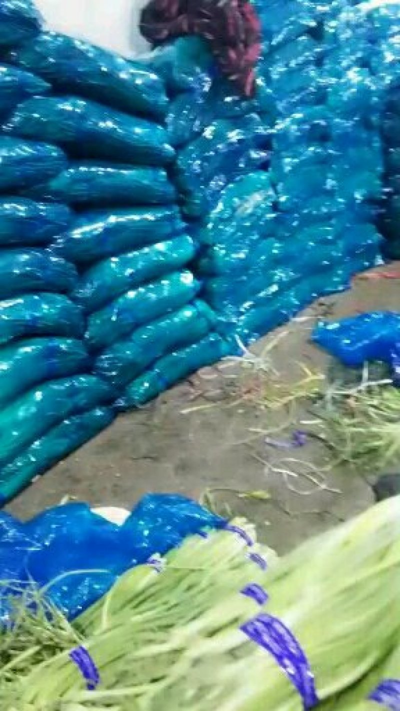 金乡优质红帽蒜薹大量上市！量大从优货发全国欢迎选购！
