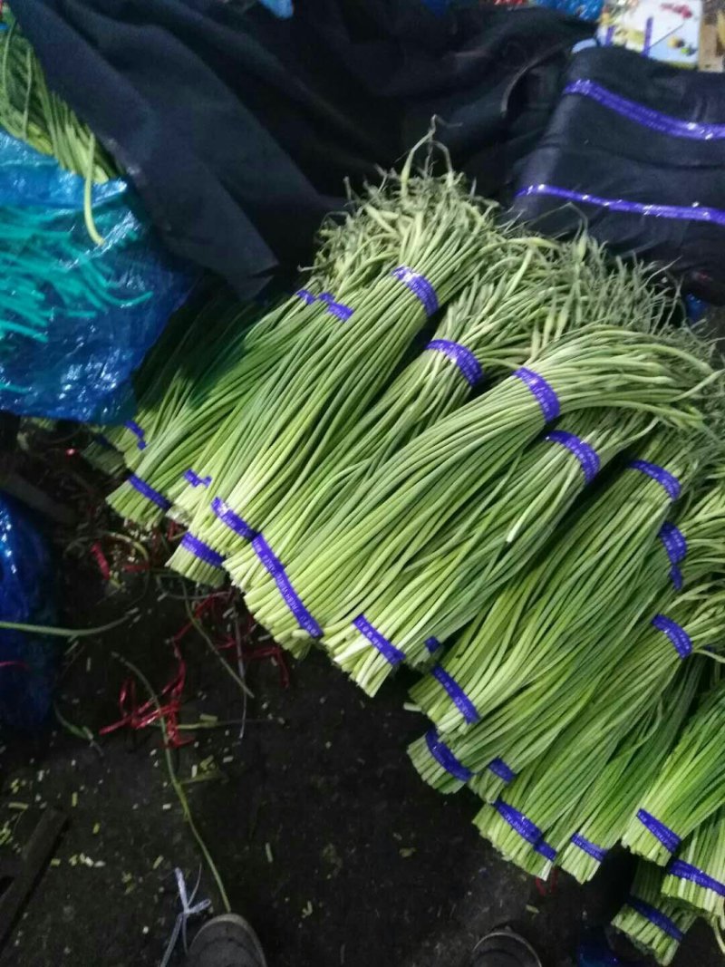 金乡优质红帽蒜薹大量上市！量大从优货发全国欢迎选购！