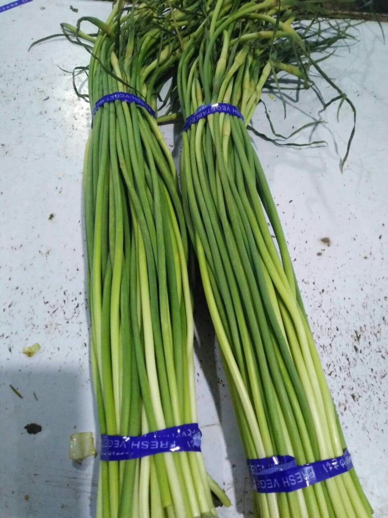 金乡优质红帽蒜薹大量上市！量大从优货发全国欢迎选购！
