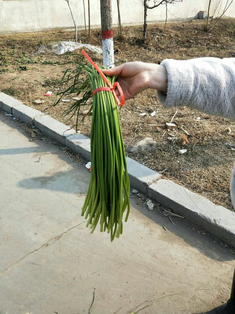 金乡优质红帽蒜薹大量上市！量大从优货发全国欢迎选购！