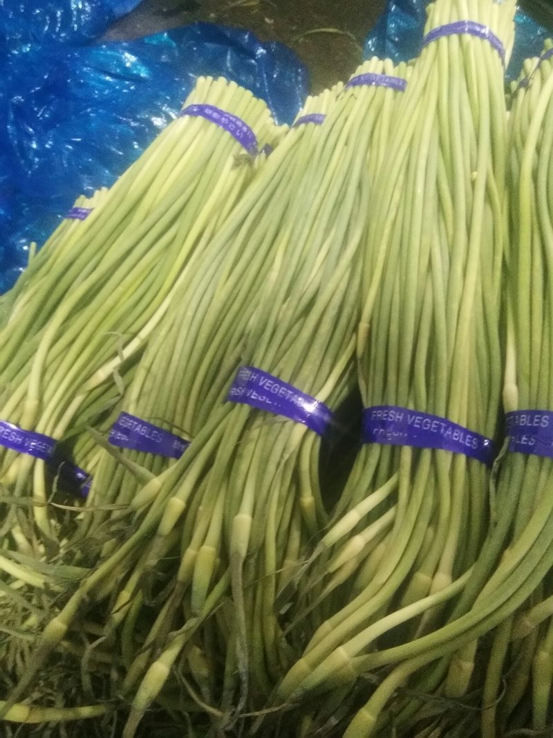 金乡优质红帽蒜薹大量上市！量大从优货发全国欢迎选购！