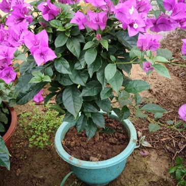 姚中花卉批发