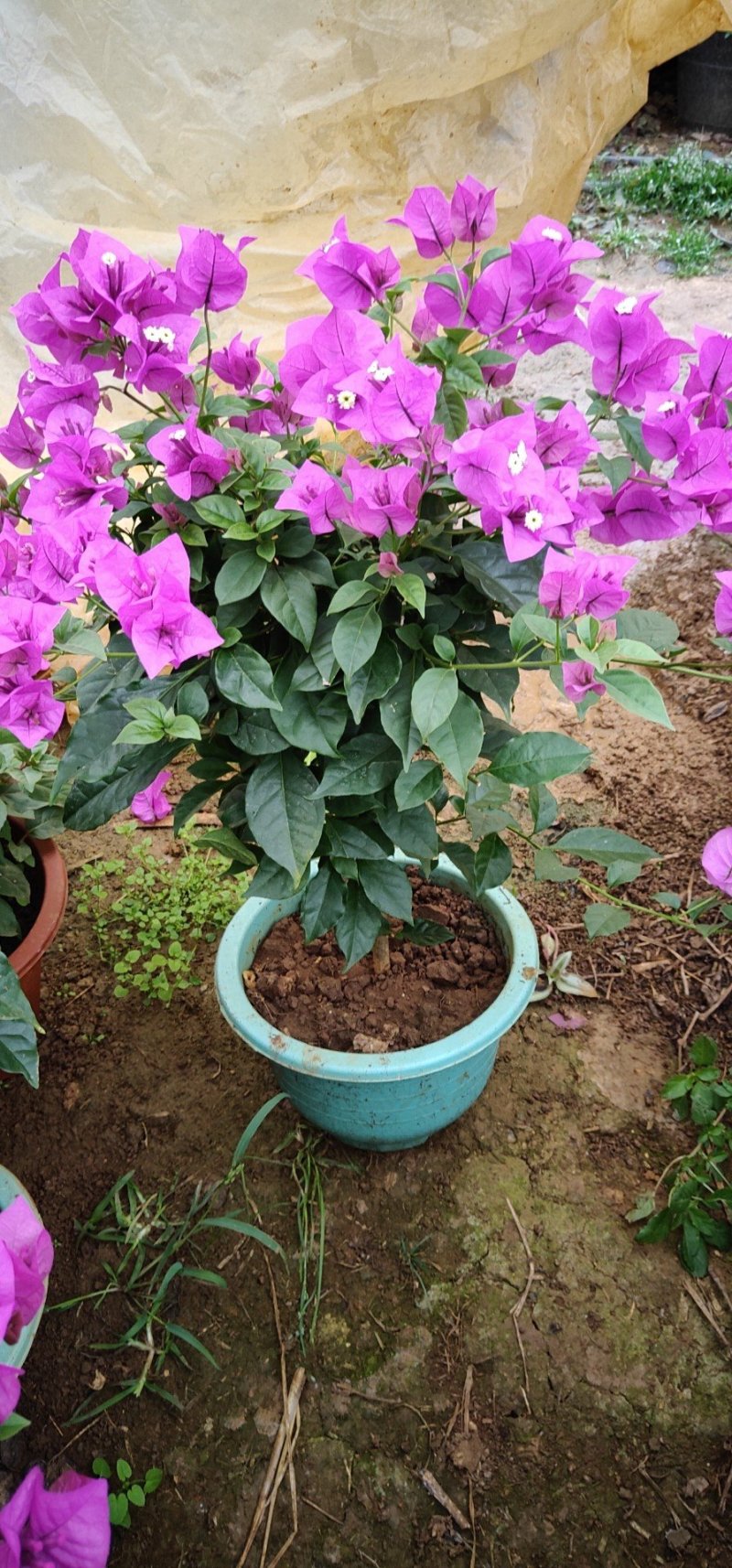 姚中花卉批发