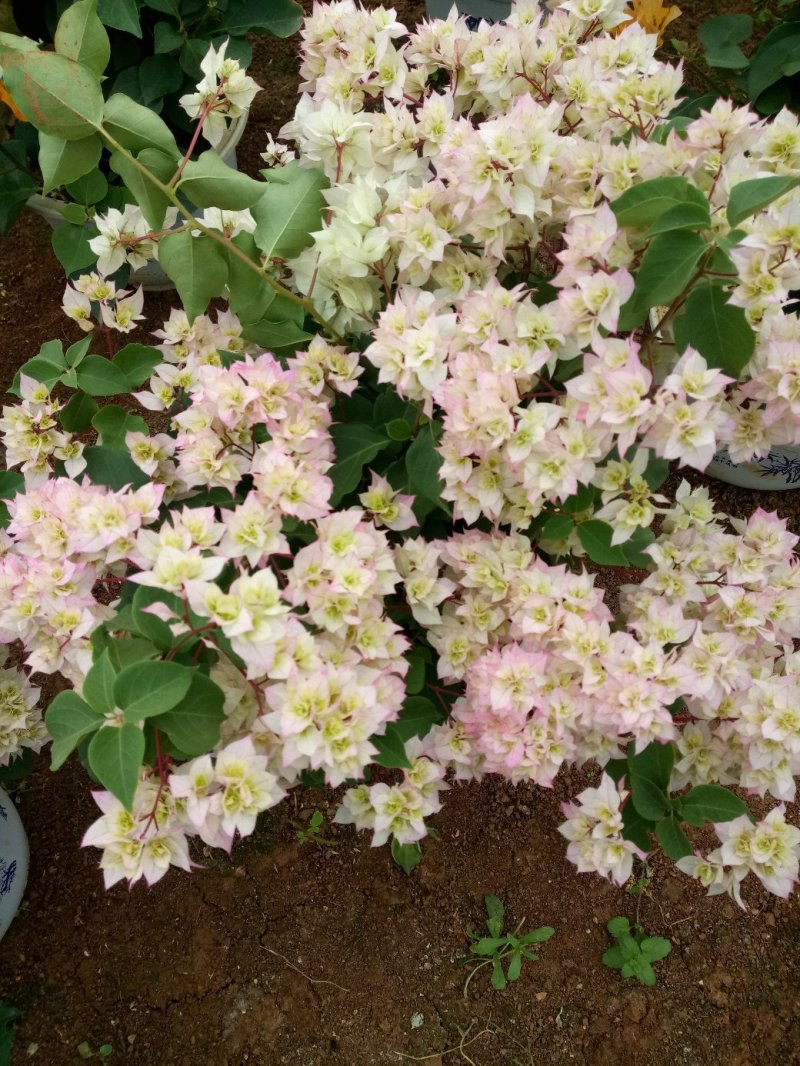 姚中花卉批发