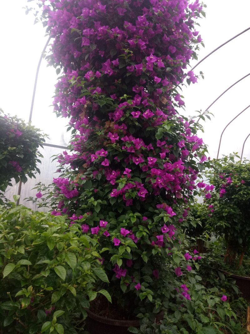 姚中花卉批发