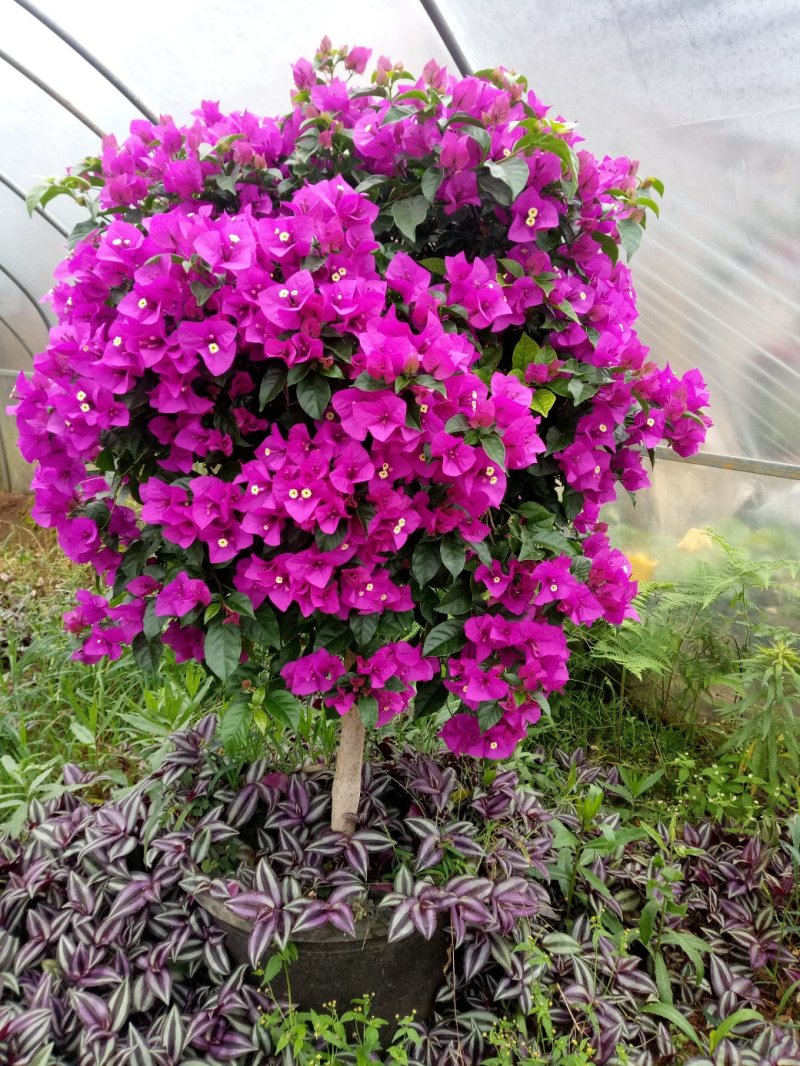 姚中花卉批发