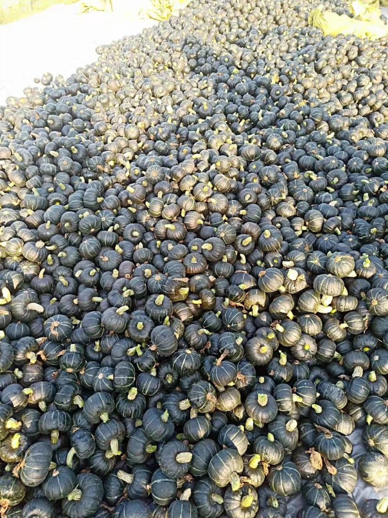 昌乐县国强瓜菜专业合作社