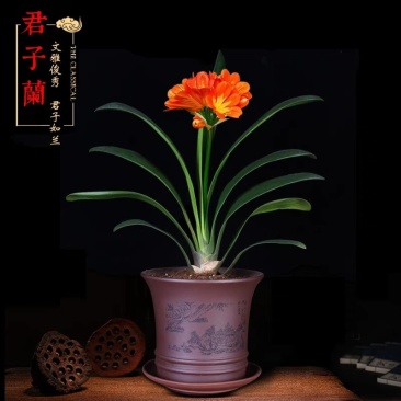 君子兰成活率高耐寒来年可以开花欢迎实地选苗