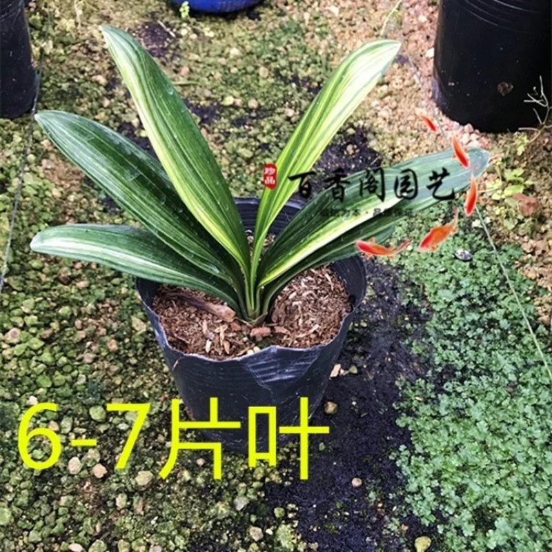 君子兰成活率高耐寒来年可以开花欢迎实地选苗