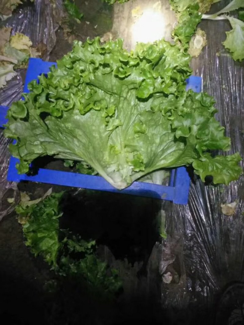 过年了我们的服务还在继续欢迎下单