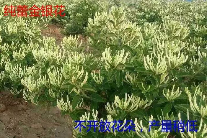 金银花苗药材专用成活率高耐寒四季一棵也算批发价出售