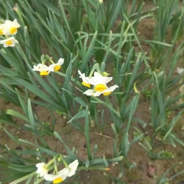中华水仙土培水仙花
