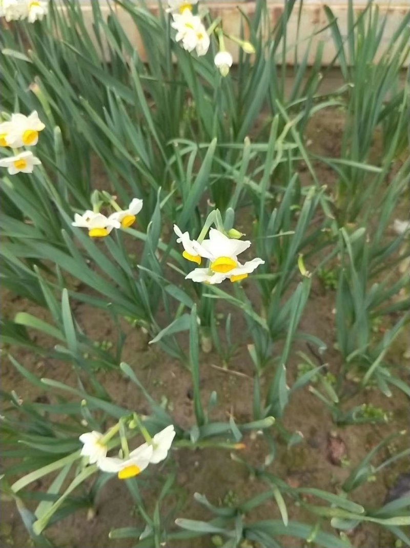 中华水仙土培水仙花