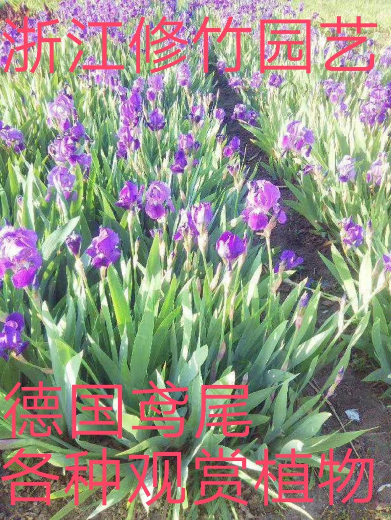 德国鸢尾各种水生鸢尾陆地鸢尾批发