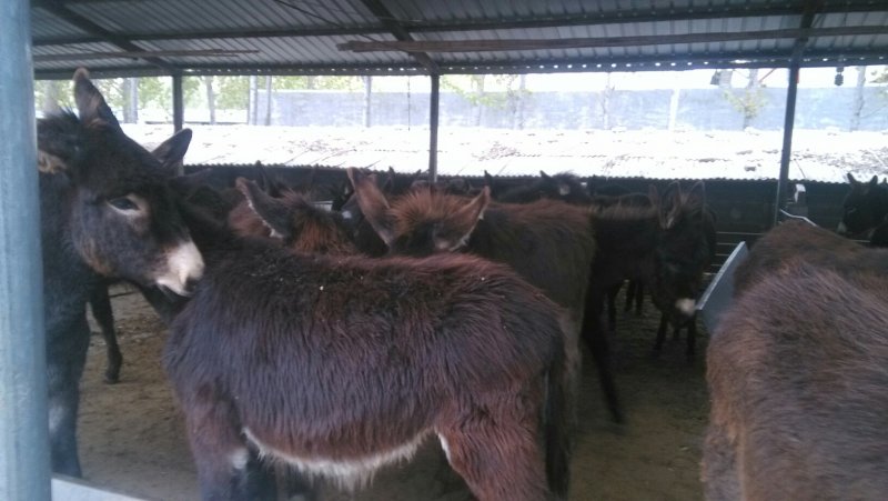 肉驴，驴苗，德州肉驴，浏览量最高