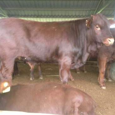 本场常年出售各种改良肉牛犊，免费送货，货到付款。