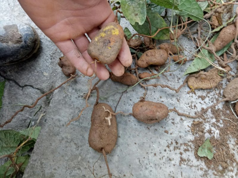金果揽，种苗
