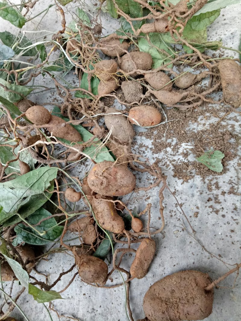 金果揽，种苗