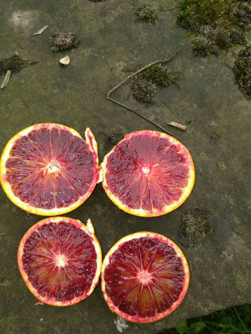 长寿湖血脐开卖啦