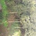 四川眉山出售2—10公分桢楠树，支持视频看货。