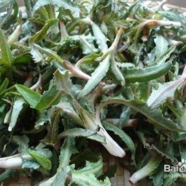 腌制的苦苦菜