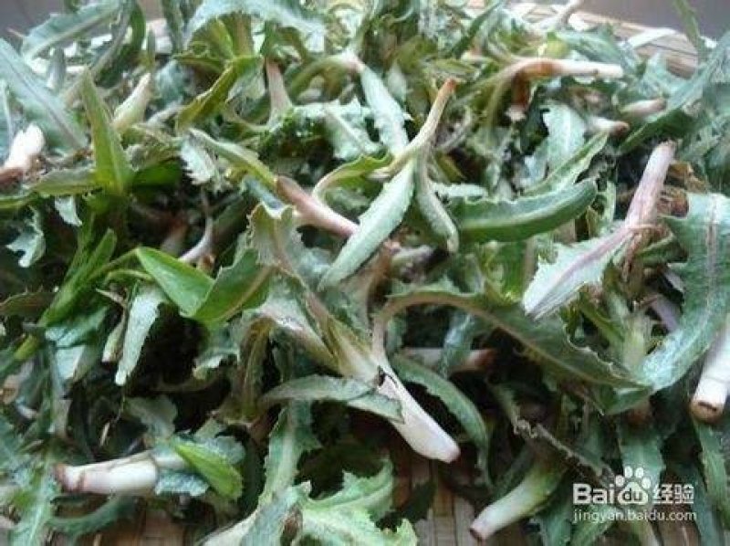 腌制的苦苦菜