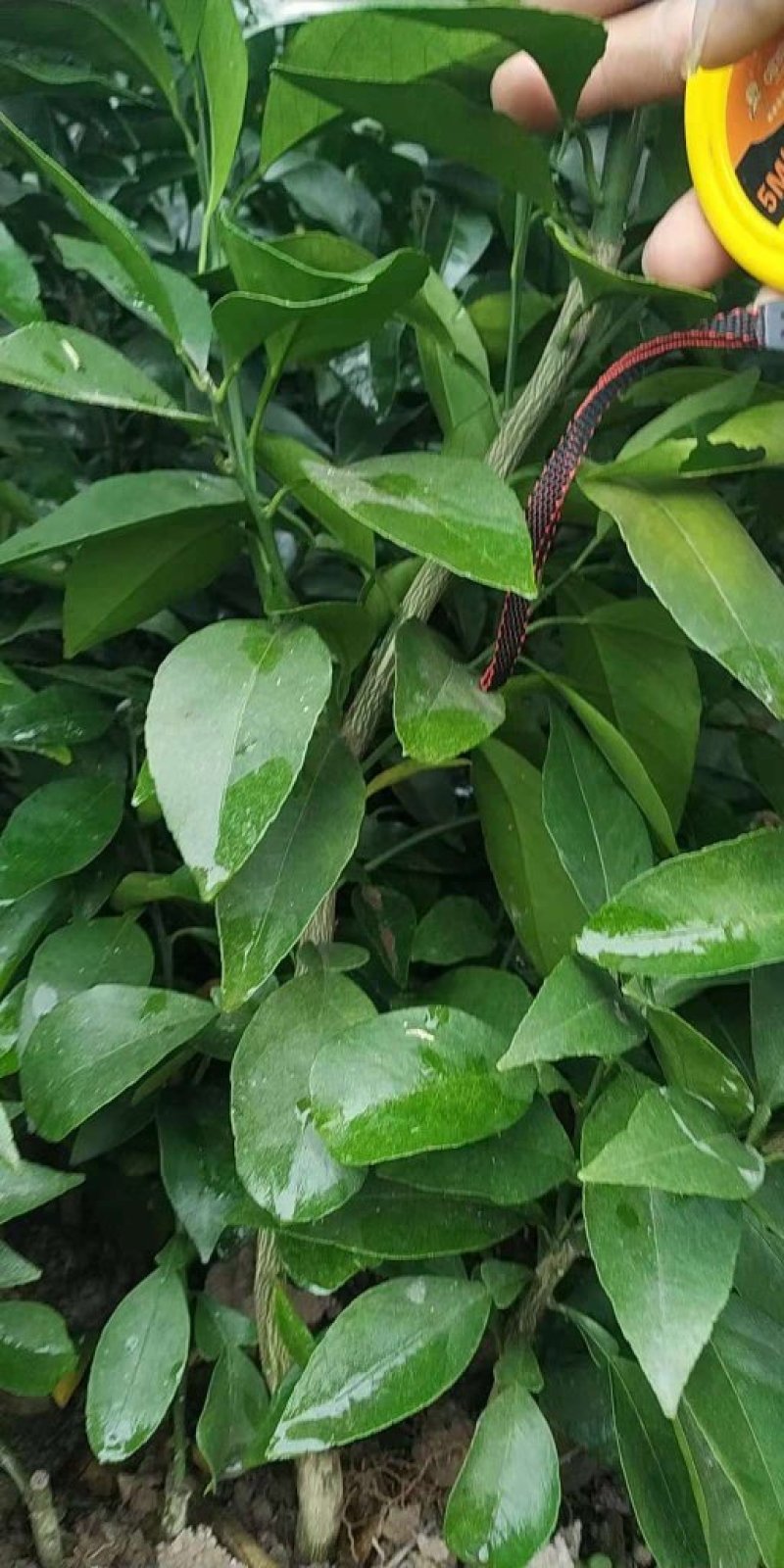 早熟红美人橘苗(爱媛62号橘苗)果冻橙苗杯苗