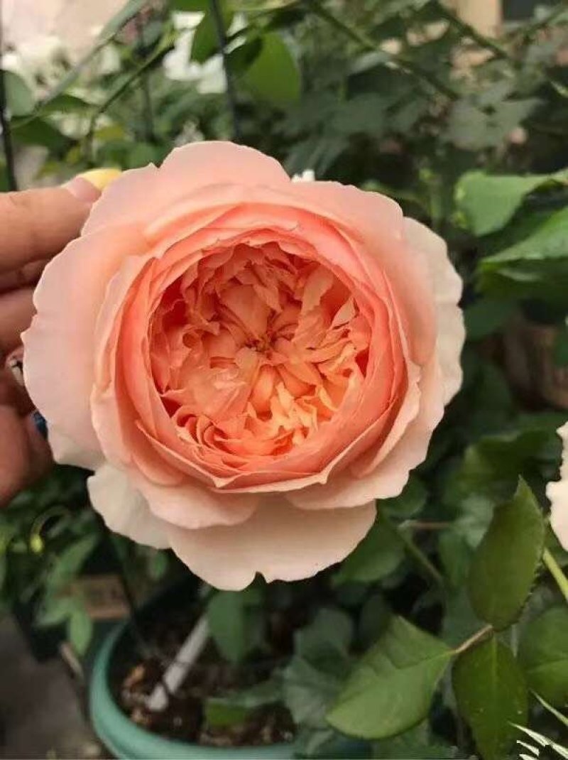 专供欧美进口月季