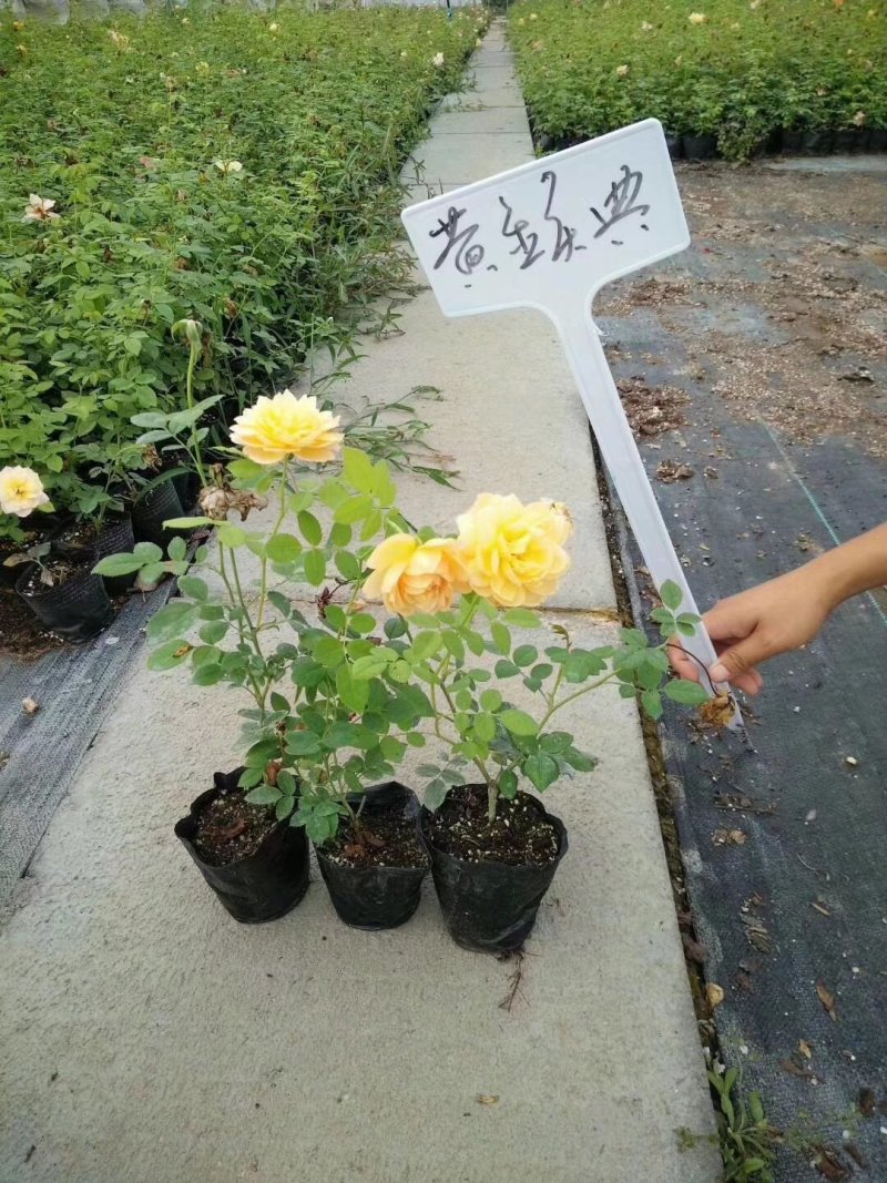 专供欧美进口月季