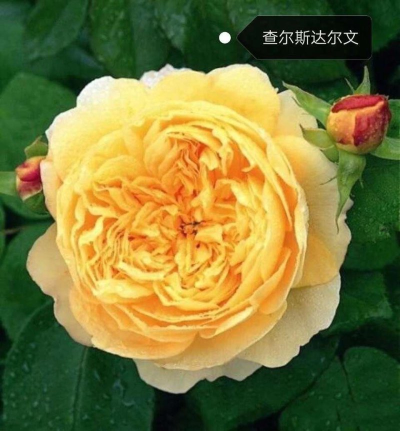 专供欧美进口月季