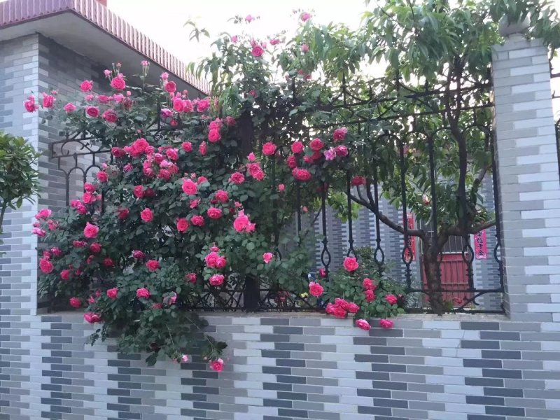 专供欧美进口月季