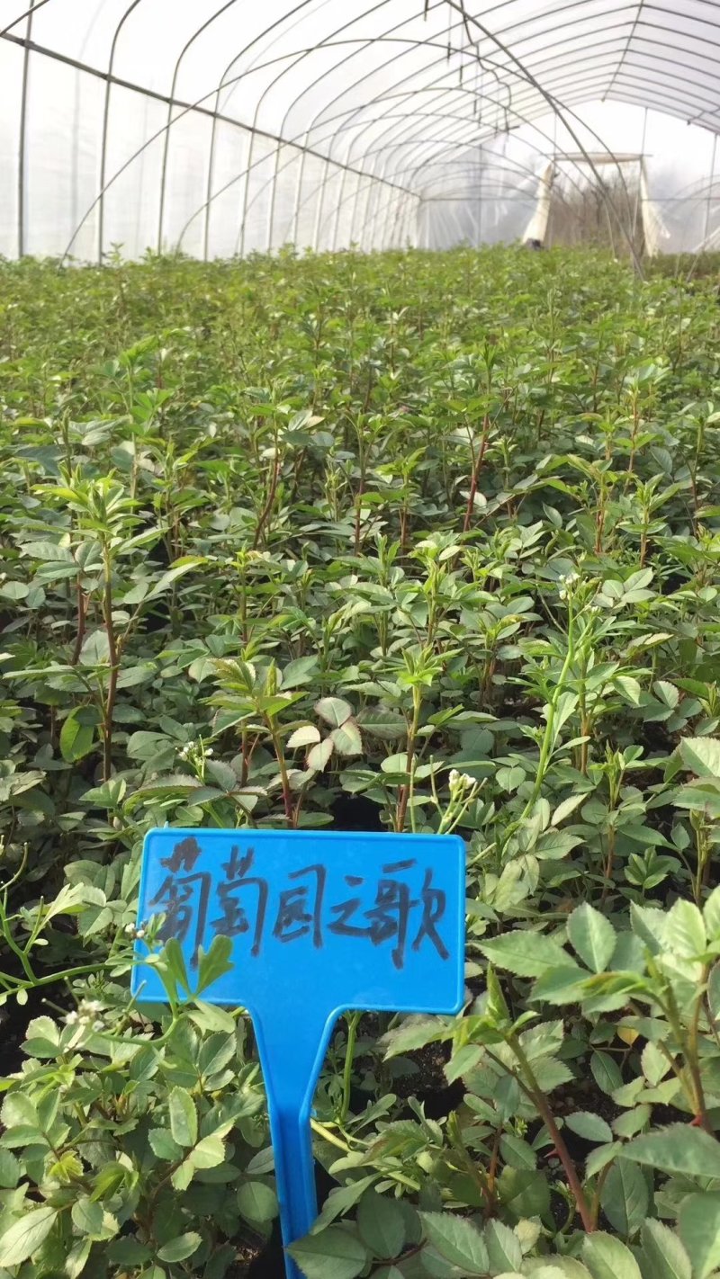 专供欧美进口月季