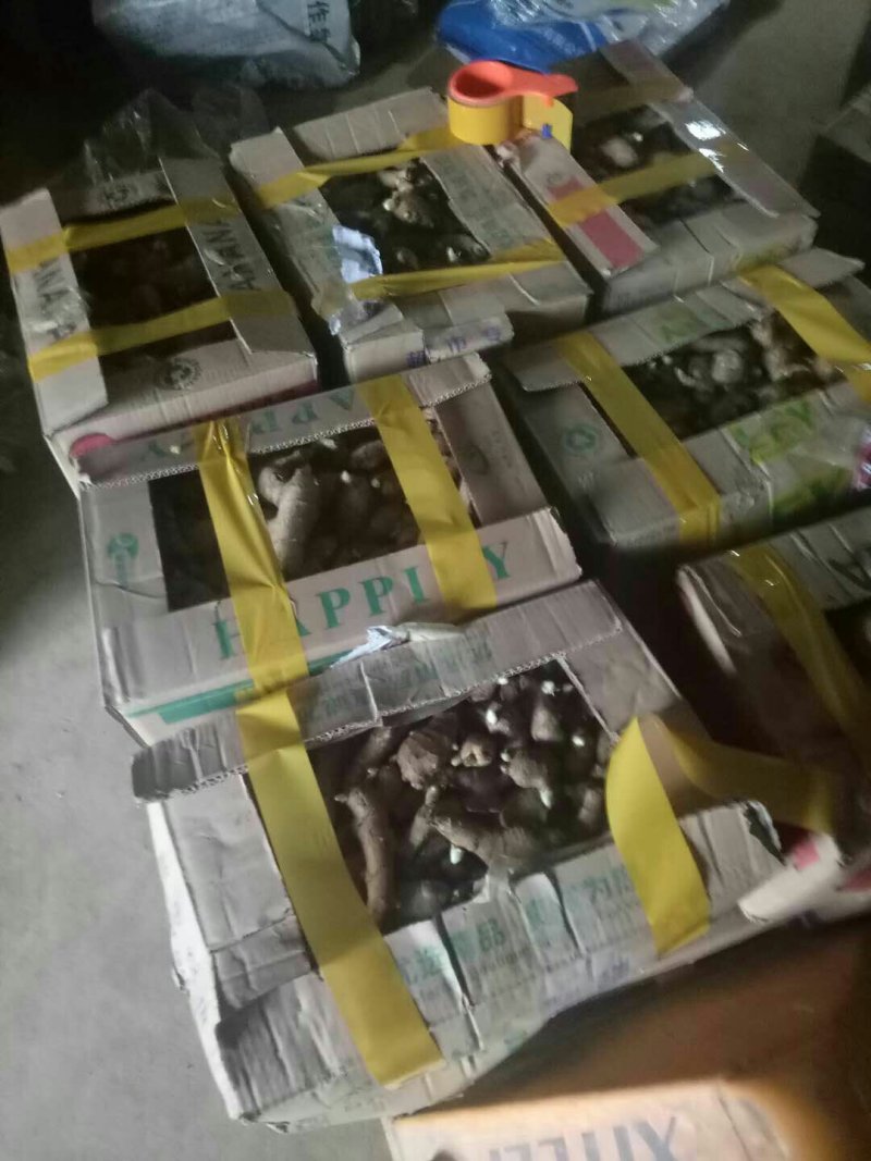 精选*高产大黄姜*小黄姜姜种*品质保证*提供技术品种齐全