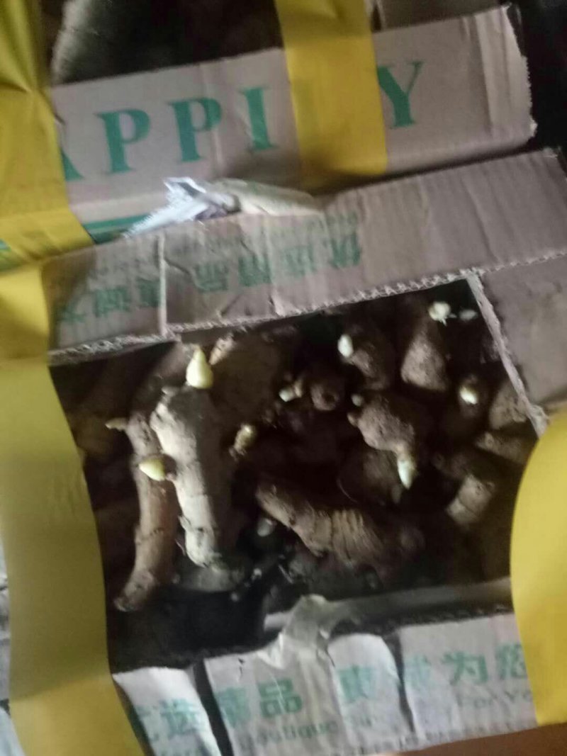 精选*高产大黄姜*小黄姜姜种*品质保证*提供技术品种齐全