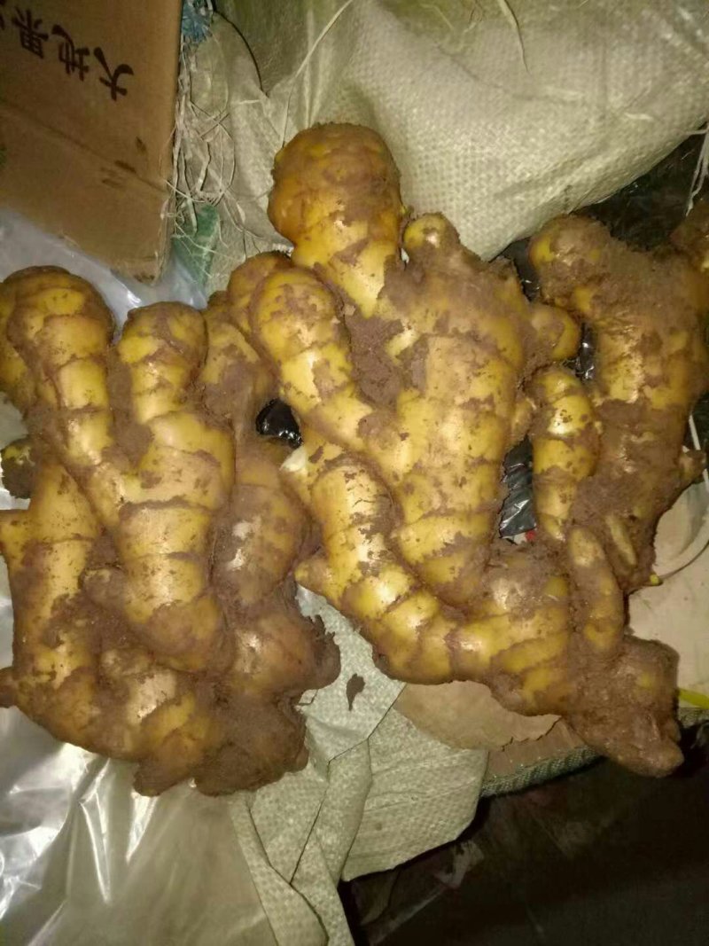 精选*高产大黄姜*小黄姜姜种*品质保证*提供技术品种齐全
